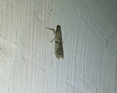 Ephestia elutella