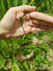 Emilia praetermissa
