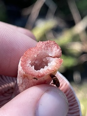 Lactarius subpurpureus