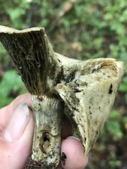 Lactarius chelidonium