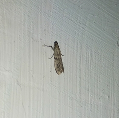 Ephestia elutella