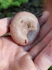 Lactarius subpurpureus