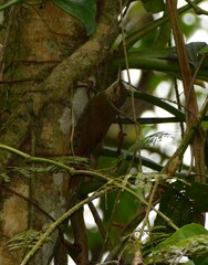 Xiphorhynchus fuscus