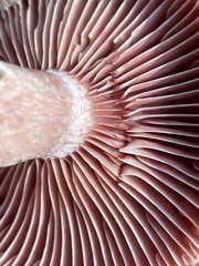 Lactarius subpurpureus