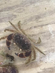 Glebocarcinus oregonensis