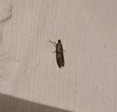 Ephestia elutella