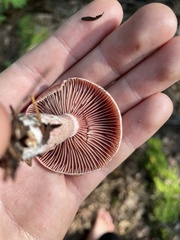 Lactarius subpurpureus
