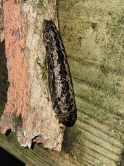 Philomycus carolinianus