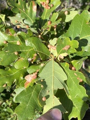 Xanthoteras eburneum