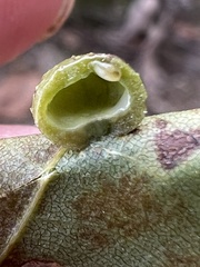 Caryomyia tuberculata