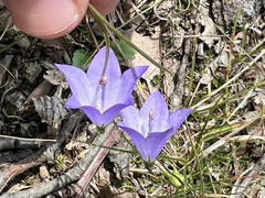 Campanula rotundifolia