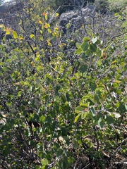 Amelanchier