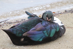 Anas platyrhynchos × Cairina moschata