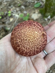 Suillus spraguei