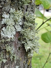 Ramalina americana