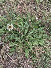 Taraxacum erythrospermum