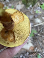 Suillus spraguei