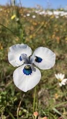 Moraea aristata