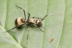 Cardiocondyla wroughtonii
