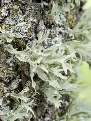 Ramalina americana