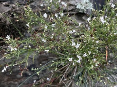 Asperula cynanchica