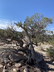 Juniperus osteosperma