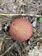 Suillus spraguei