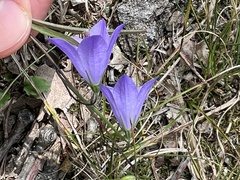 Campanula rotundifolia