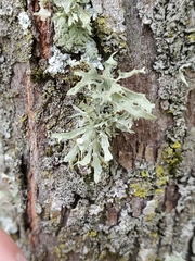 Ramalina americana