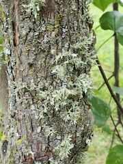 Ramalina americana