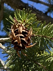 Pseudotsuga menziesii glauca