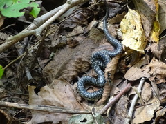 Lampropeltis holbrooki