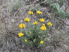 Galatella linosyris
