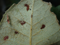 Aceria mackiei
