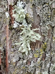 Ramalina americana