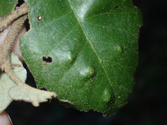 Aceria mackiei