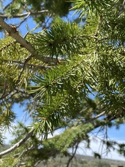 Pseudotsuga menziesii glauca