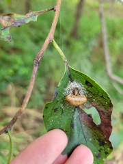Mastophora phrynosoma