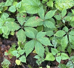 Parthenocissus quinquefolia