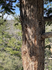 Pseudotsuga menziesii glauca