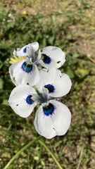 Moraea aristata
