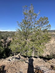 Pseudotsuga menziesii glauca