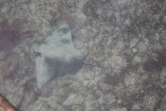 Myliobatis tenuicaudatus