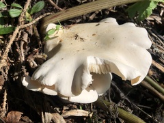 Pleurotus populinus
