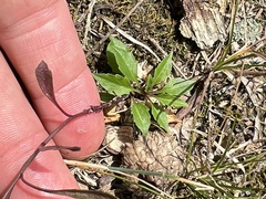 Campanula rotundifolia