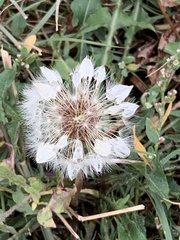 Taraxacum erythrospermum