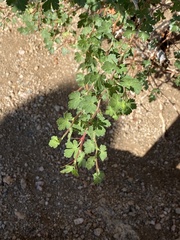 Ribes montigenum