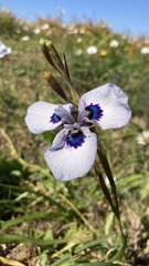 Moraea aristata