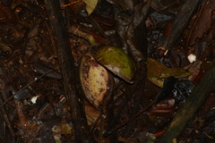 Virola bicuhyba