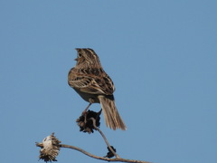 Ammodramus savannarum